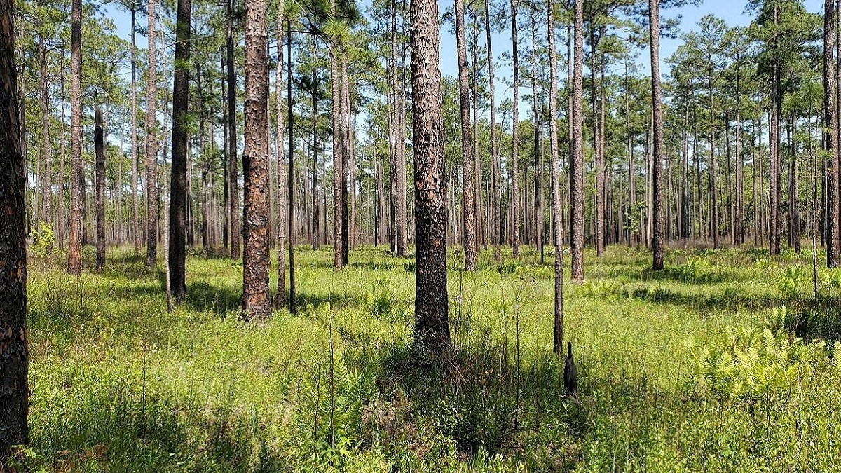 Longleaf Pine forest